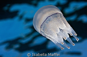  FREE RIDERa little jellyfish Med waters picture made Nikon D300S 105mm f2.8 f28 f2  